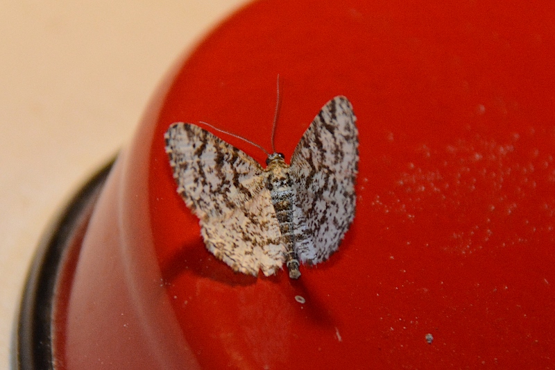 Falena da identificare: Heliomata glarearia - Geometridae